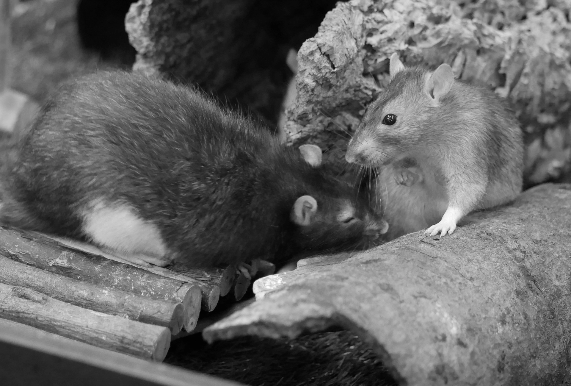 traitement rats souris Niort