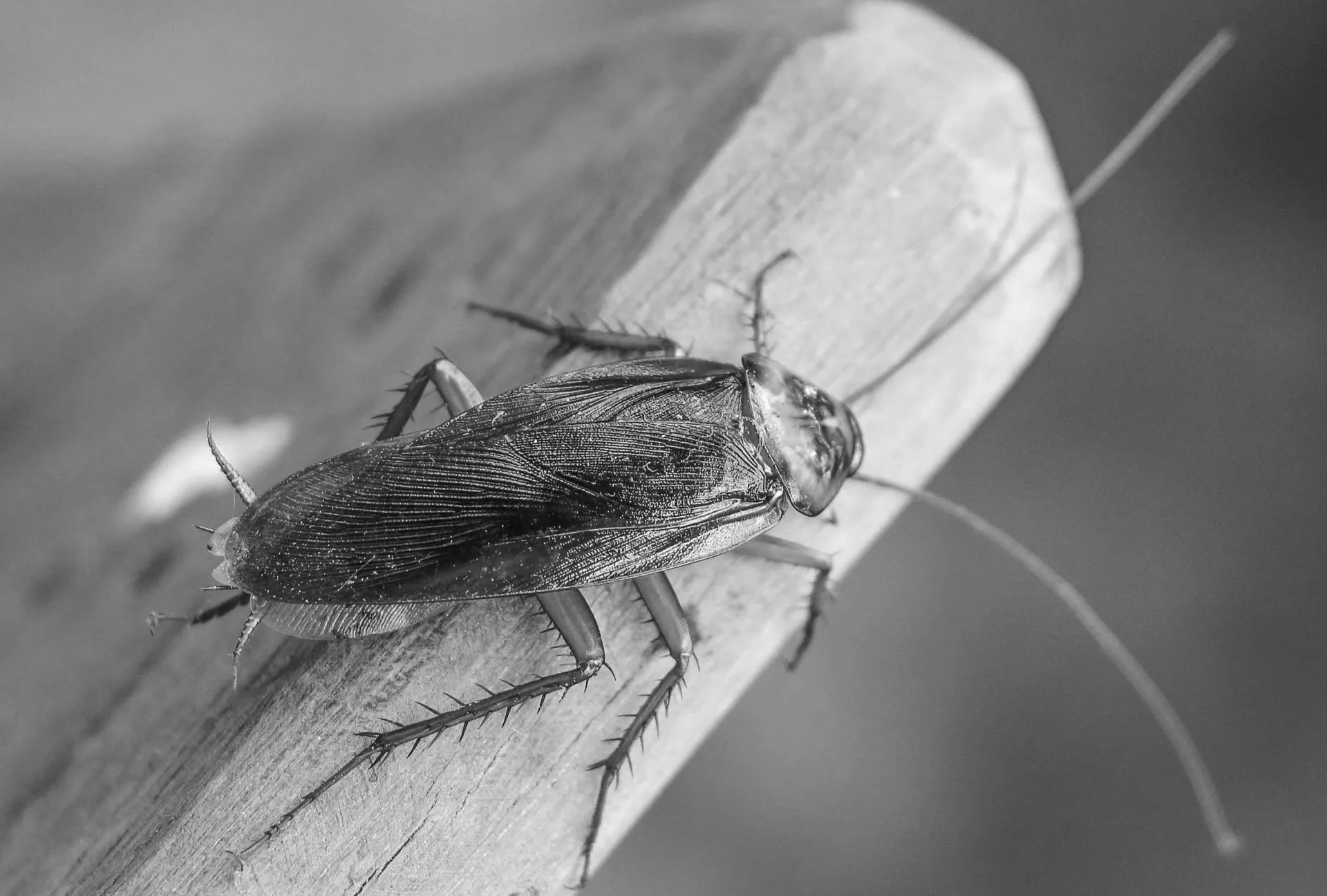 Traitement contre les blattes et cafards à Angoulême