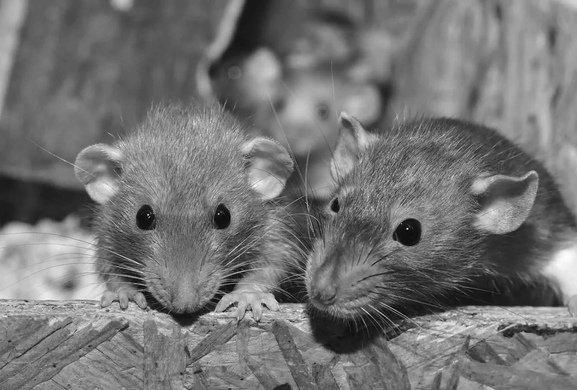 dératisation Fontenay-le-Comte