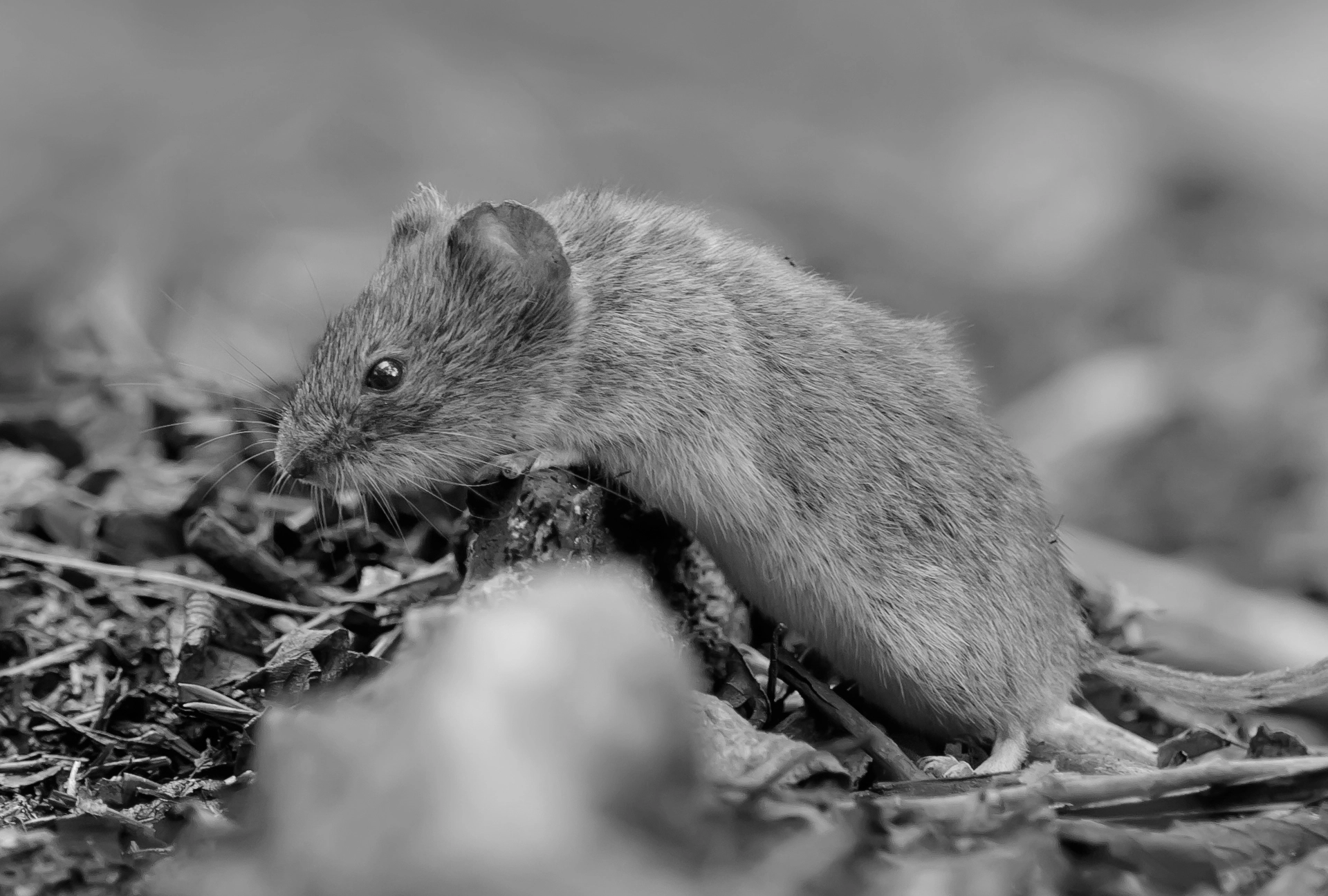 entreprise dératisation 79