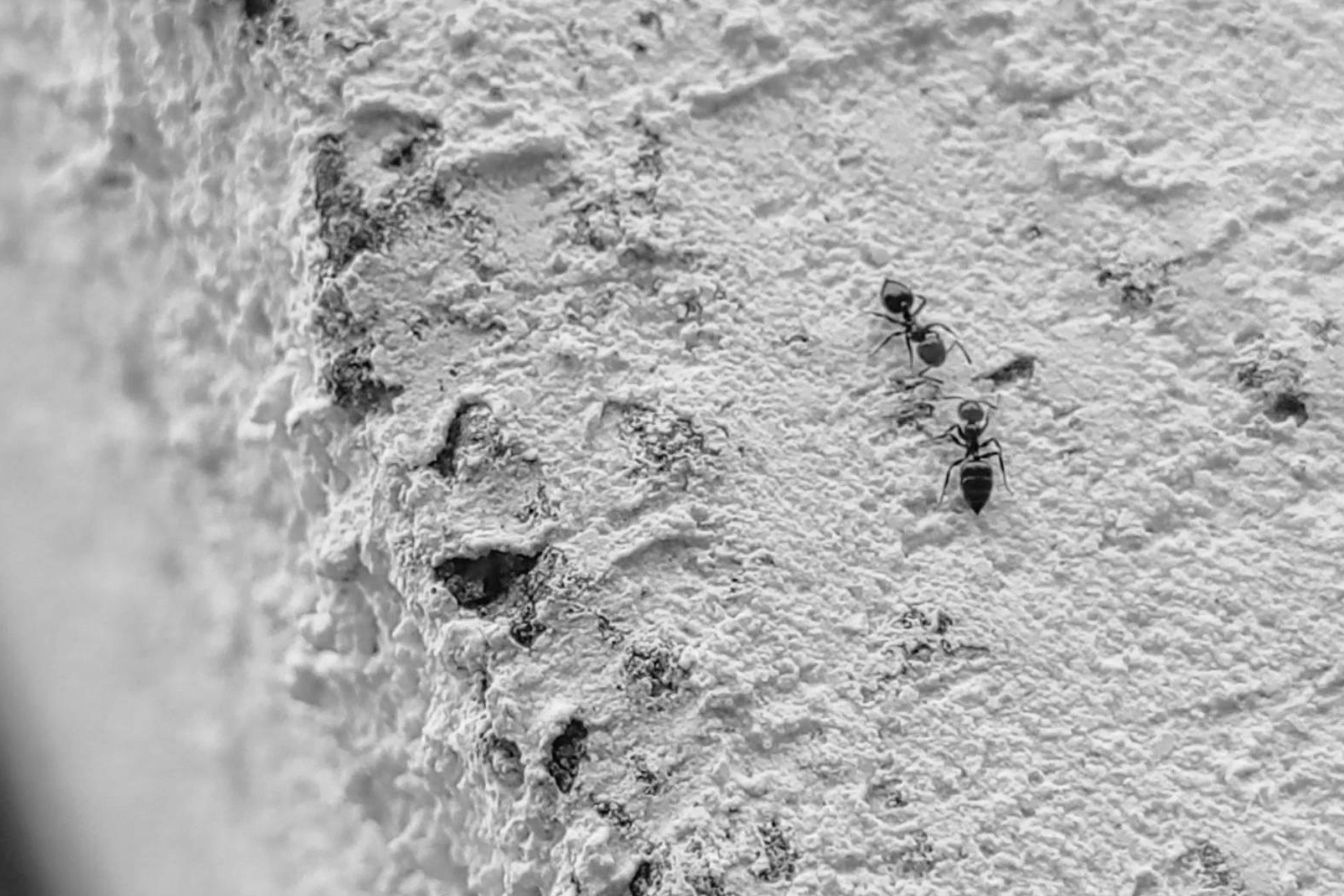 Fourmis charpentières