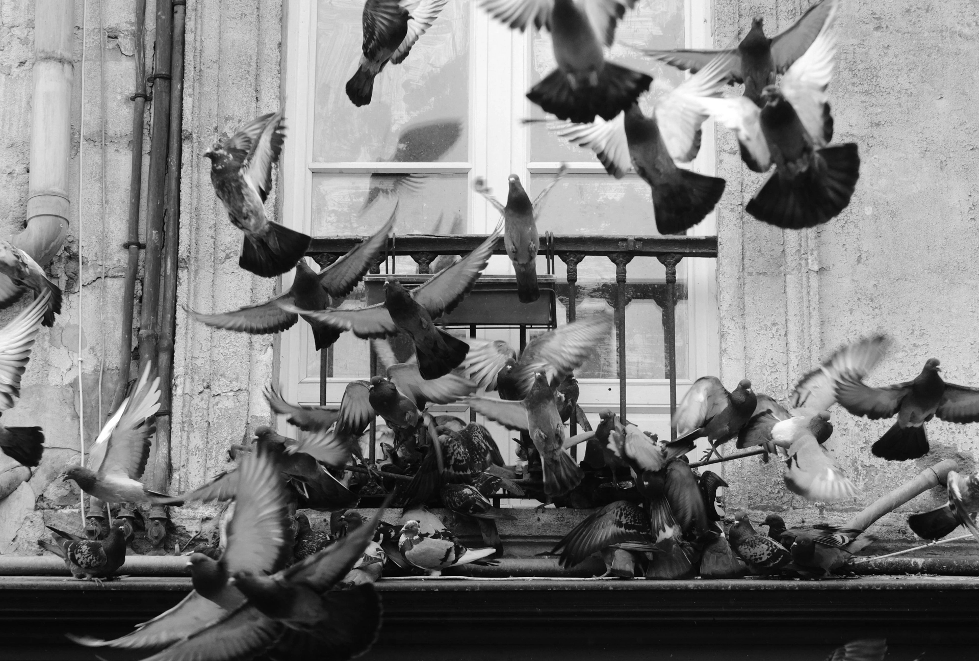 occupation pigeons balcon