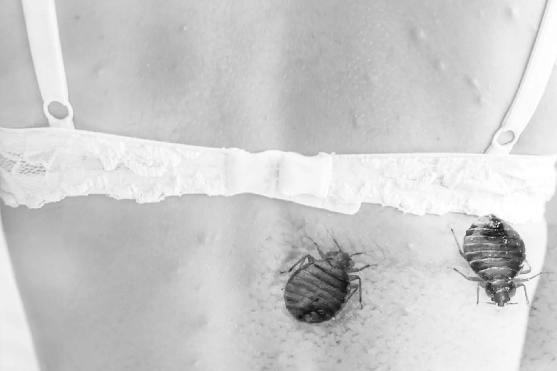 Punaises de lit à Angoulême