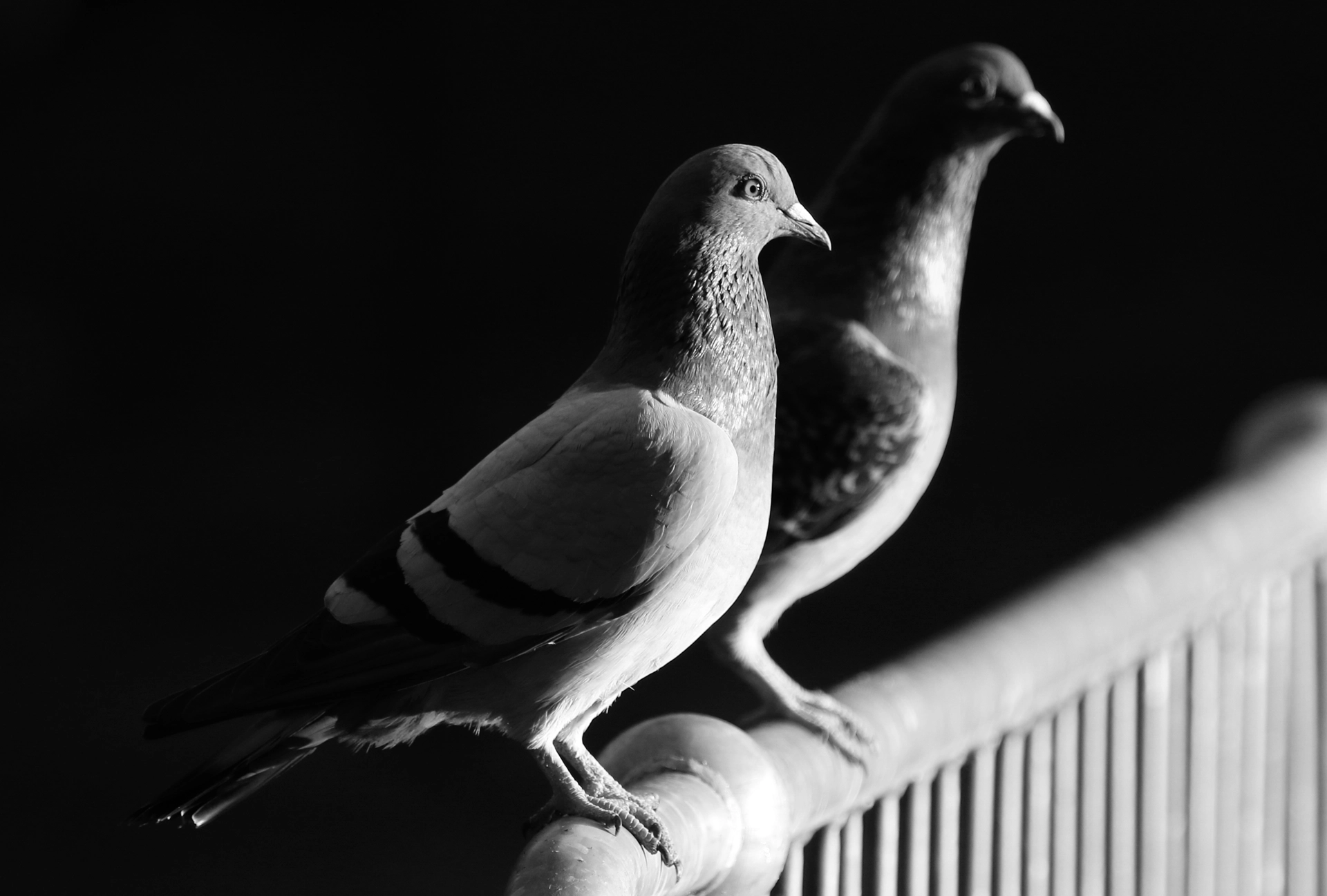 Lutte anti-pigeons sur balcon