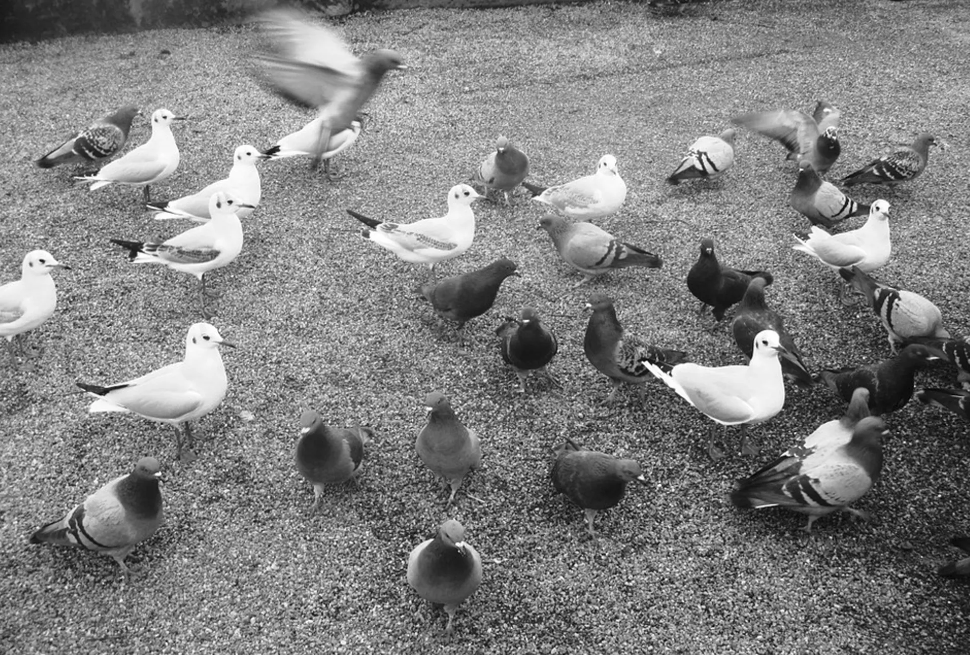 Pigeons à Fontenay-le-Comte