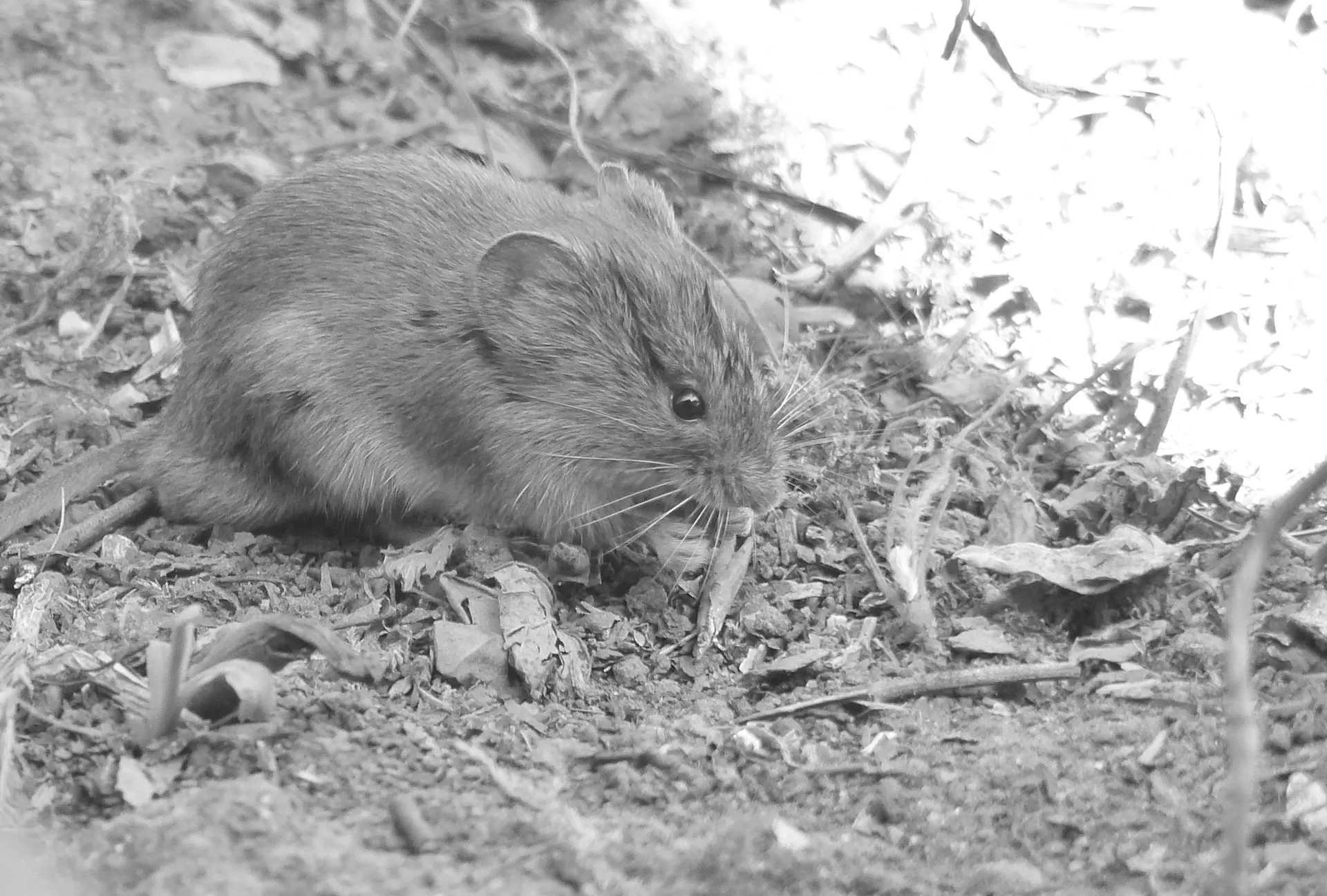 RAT