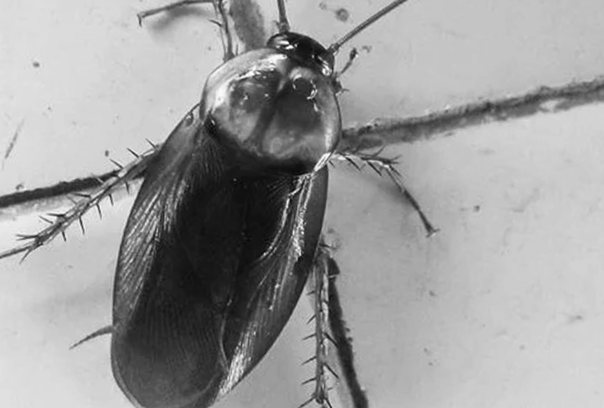 désinfection de blattes