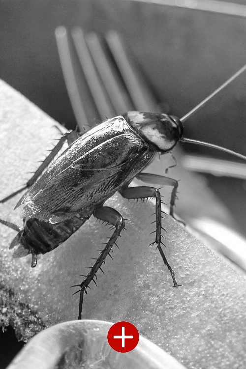 Désinsectisation de blattes à Talmont-Saint-Hilaire