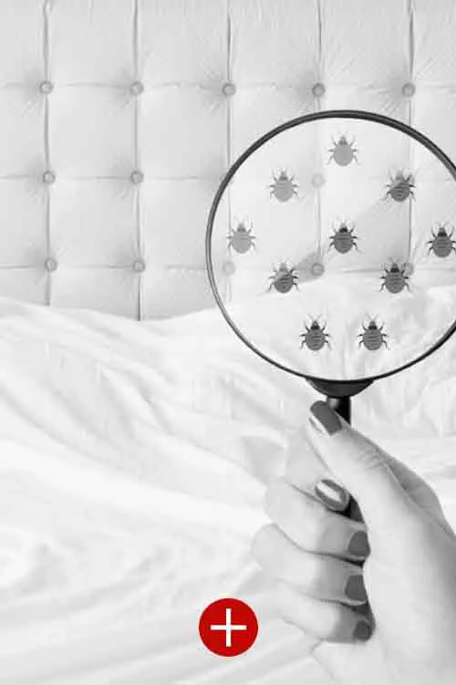 désinsectisation punaise de lit à niort