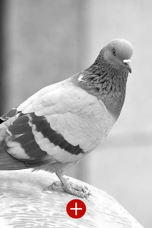 gros pigeon sur un monument