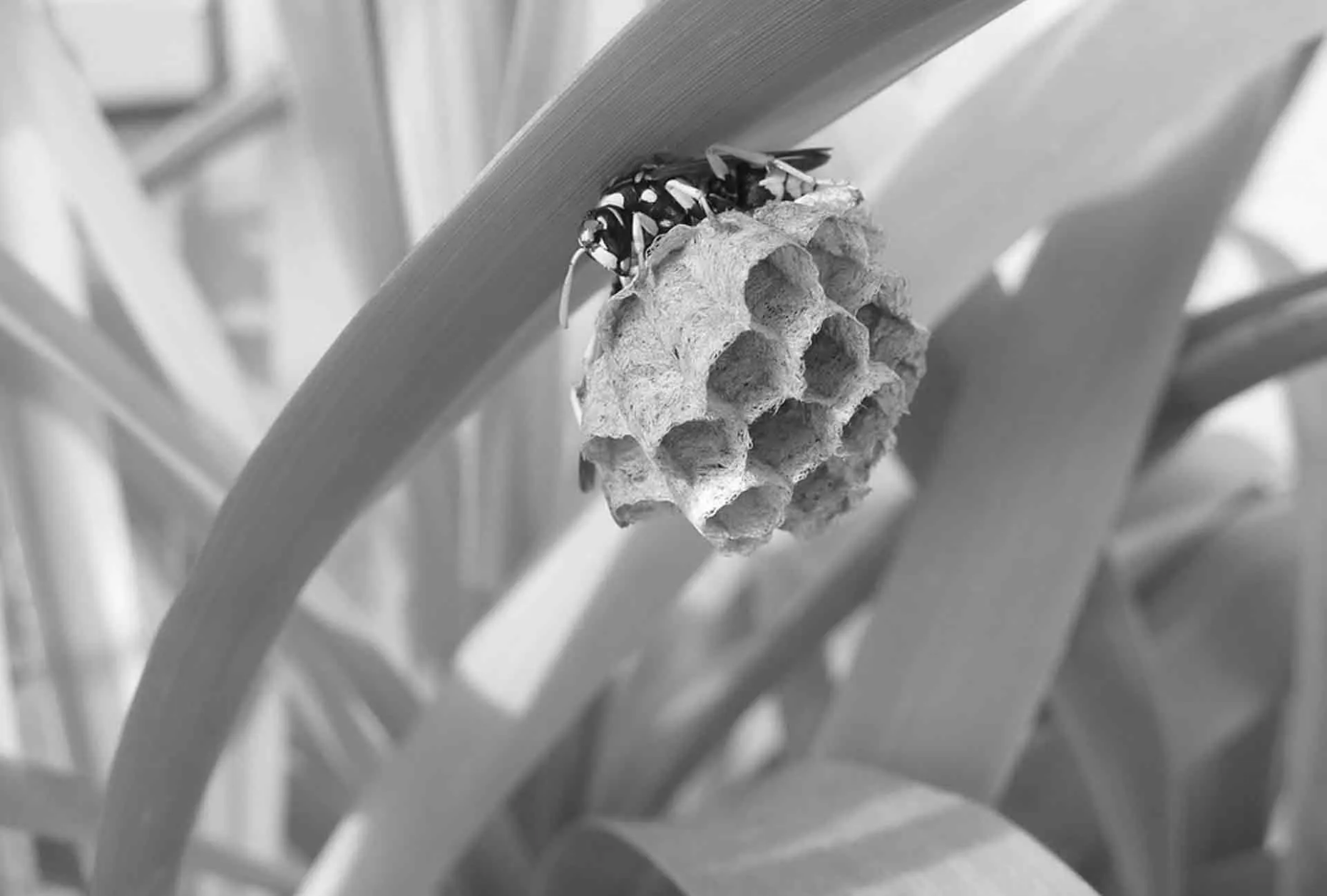 éradiquer les nids de frelon pour particuliers et professionnels, faites appel à prhygiène spécialiiste de la lutte contre les nuisibles avec certification biocides pour utilisation insecticide