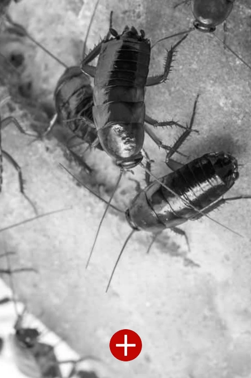 Infestation de cafards