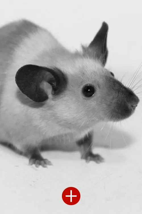 Dératisation: lutte contre les rats, les souris et autres rongeurs