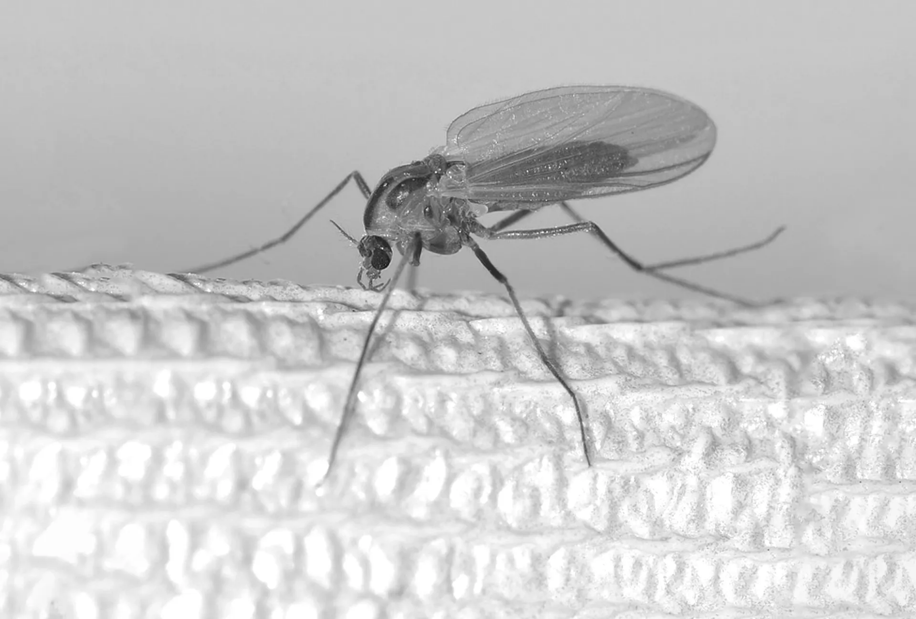 Se débarrasser des moustiques ces parasites porteurs de virus: Traitement par pièges